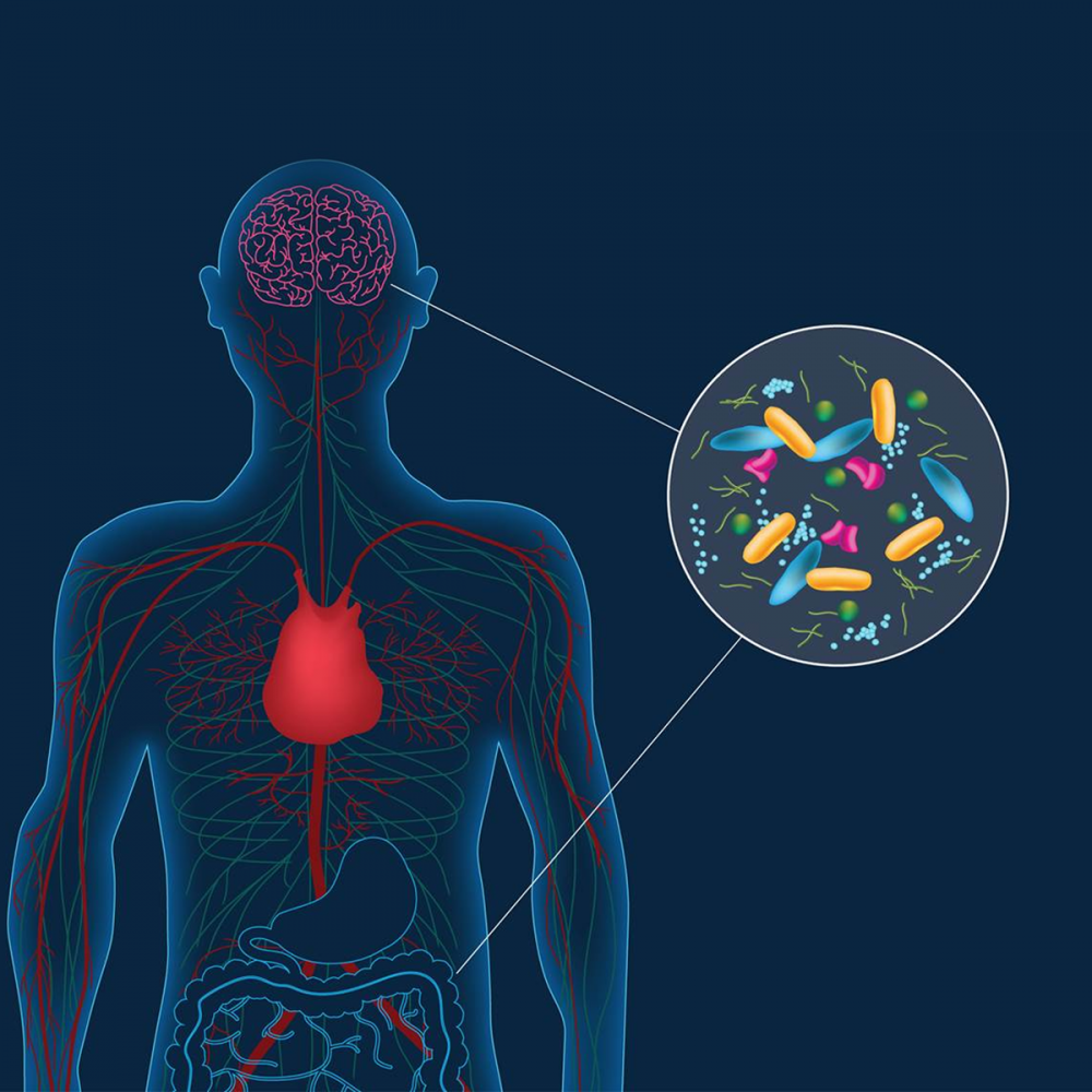 La Salud del Cerebro Depende de la Buena Bacteria Intestinal