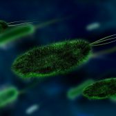 Disbiosis Intestinal & Cándida