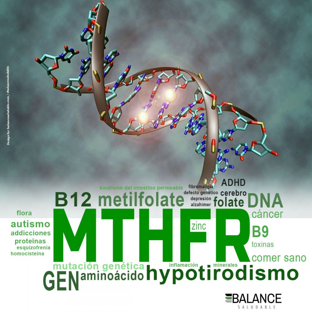 Mutaciones del Gen MTHFR C677T y MTHFR A1298C