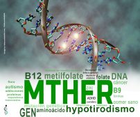 MTHFR es un gen esencial para la producción de una enzima llamada metilentetrahidrofolato