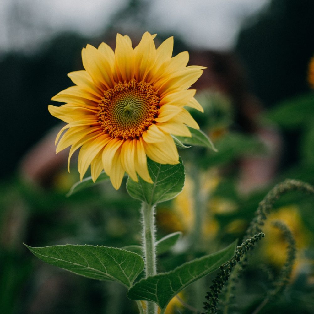 FLORECE, donde estás plantado…