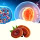 Ganoderma Lucidum, y sus beneficios anti-inflamatorios