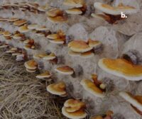 Ganoderma Lucidum: el adaptógeno esencial del cuerpo