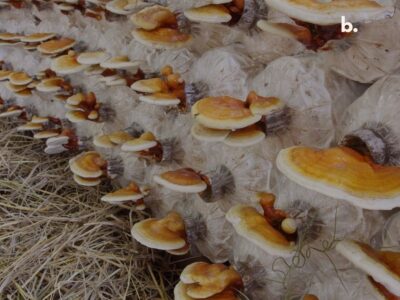 Ganoderma Lucidum: el adaptógeno esencial del cuerpo