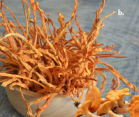 Cordyceps, beneficios, para qué sirve y cómo consumirlo